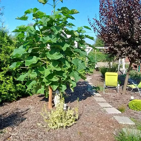 Pod Grusza * 库多瓦-兹德鲁伊