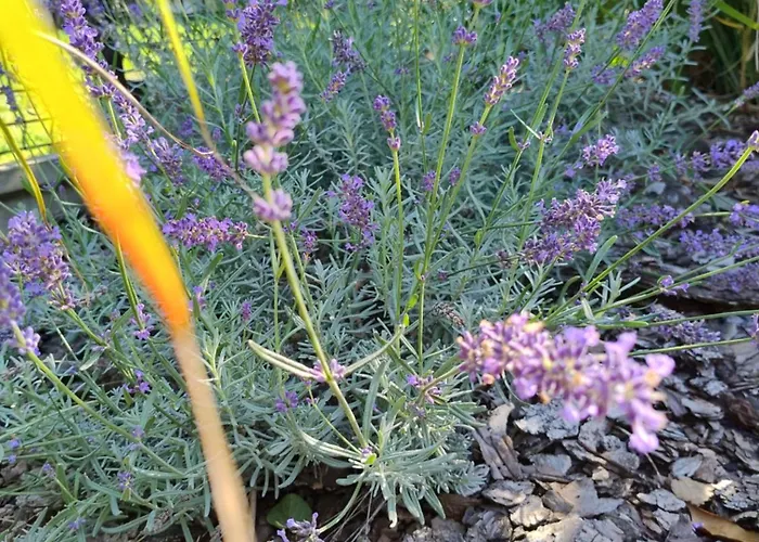 Pod Grusza Apartamento